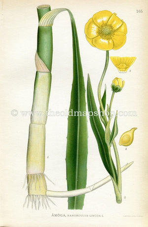 1922 Greater Spearwort, Water Spearwort, Antique Print (Ranunculus Lingua) by Lindman, Botanical Flower Book Plate 165, Green, Yellow
