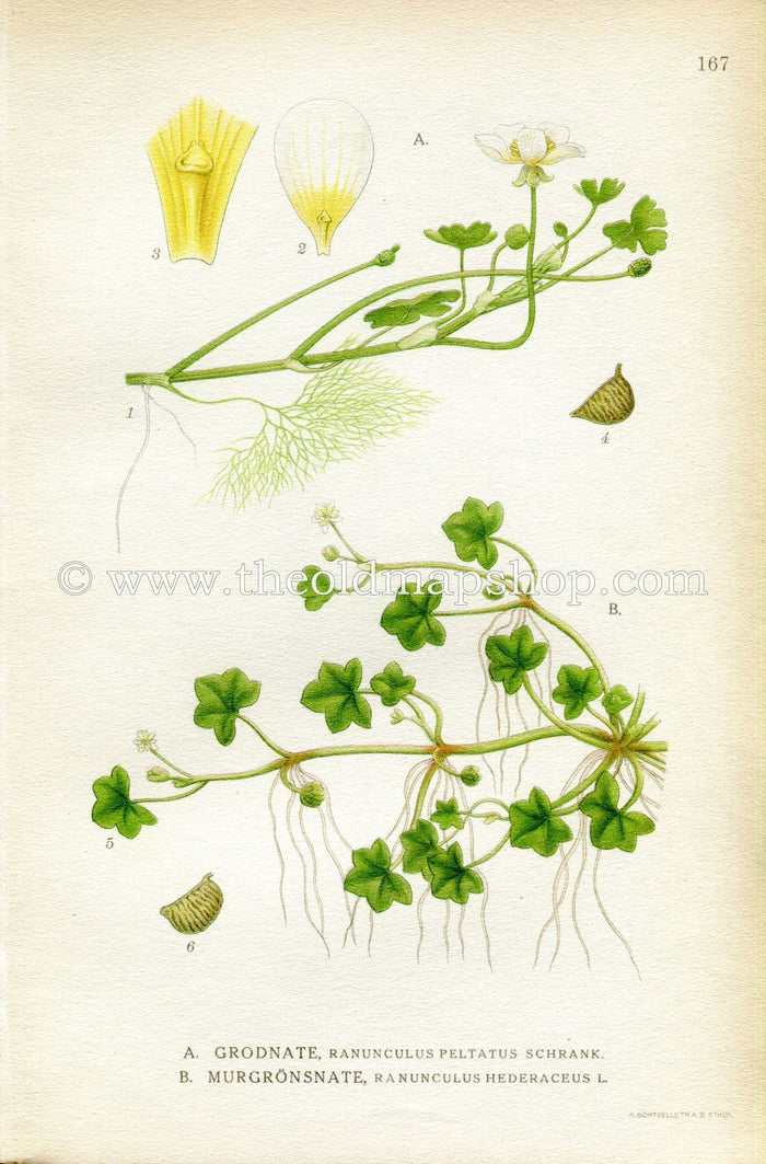 1922 Pond Water-crowfoot, Ivy-Leaved Crowfoot, Antique Print (Ranunculus Peltatus & Hederaceus) by Lindman, Botanical Flower Book Plate 167