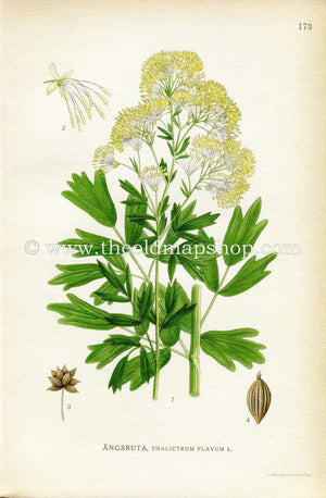 1922 Common Meadow-rue, Yellow Meadow-rue, Antique Print (Thalictrum Flavum) by Lindman, Botanical Flower Book Plate 173, Green, Yellow