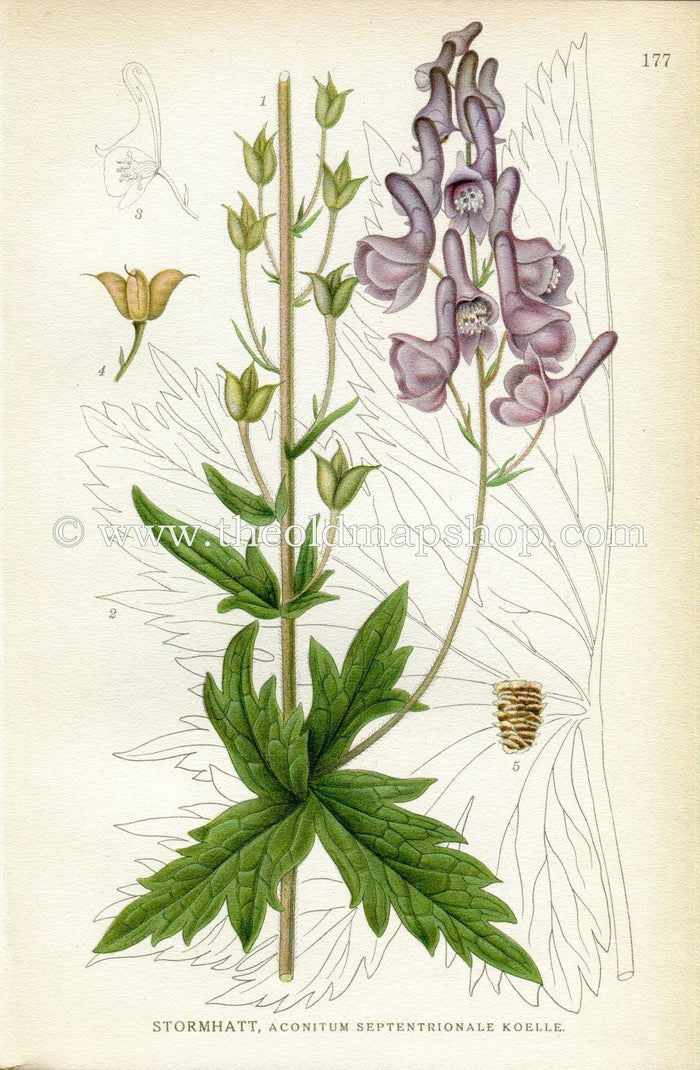 1922 Antique Print (Aconitum Septentrionale Koelle) by Lindman, Botanical Flower Book Plate 177, Green, Purple