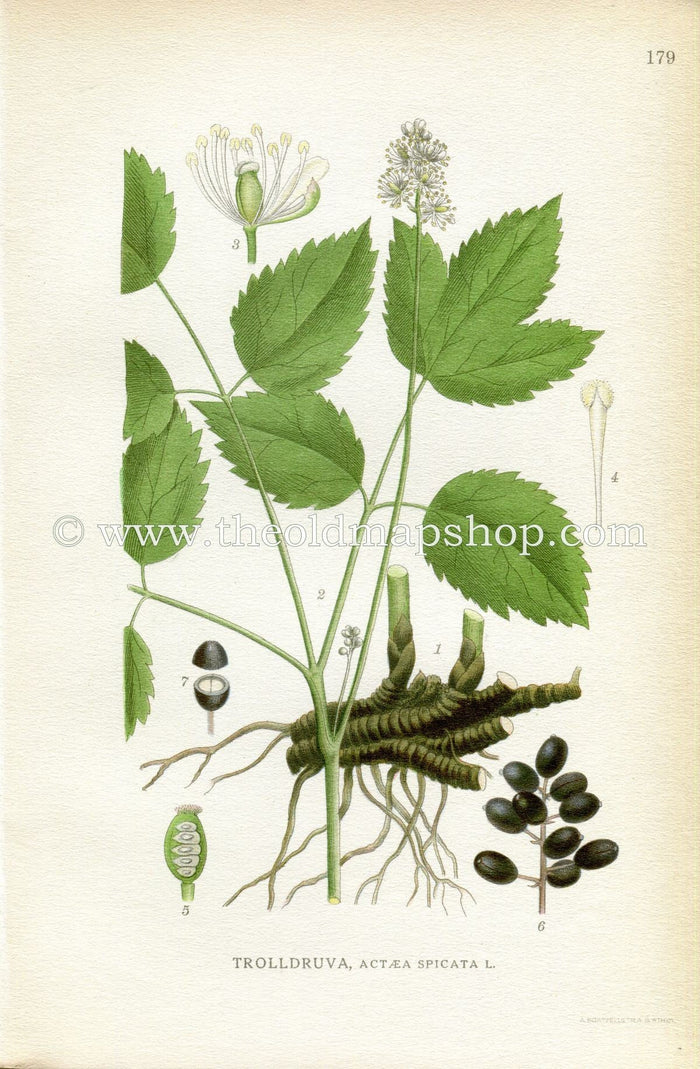 1922 Baneberry, Herb Christopher, Antique Print (Actaea Spicata) by Lindman, Botanical Flower Book Plate 179, Green, Black