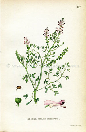 1922 Common Fumitory, Drug Fumitory, Earth Smoke Antique Print (Fumaria Officinalis) by Lindman, Botanical Flower Book Plate 187, Green Pink