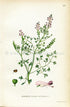 1922 Common Fumitory, Drug Fumitory, Earth Smoke Antique Print (Fumaria Officinalis) by Lindman, Botanical Flower Book Plate 187, Green Pink