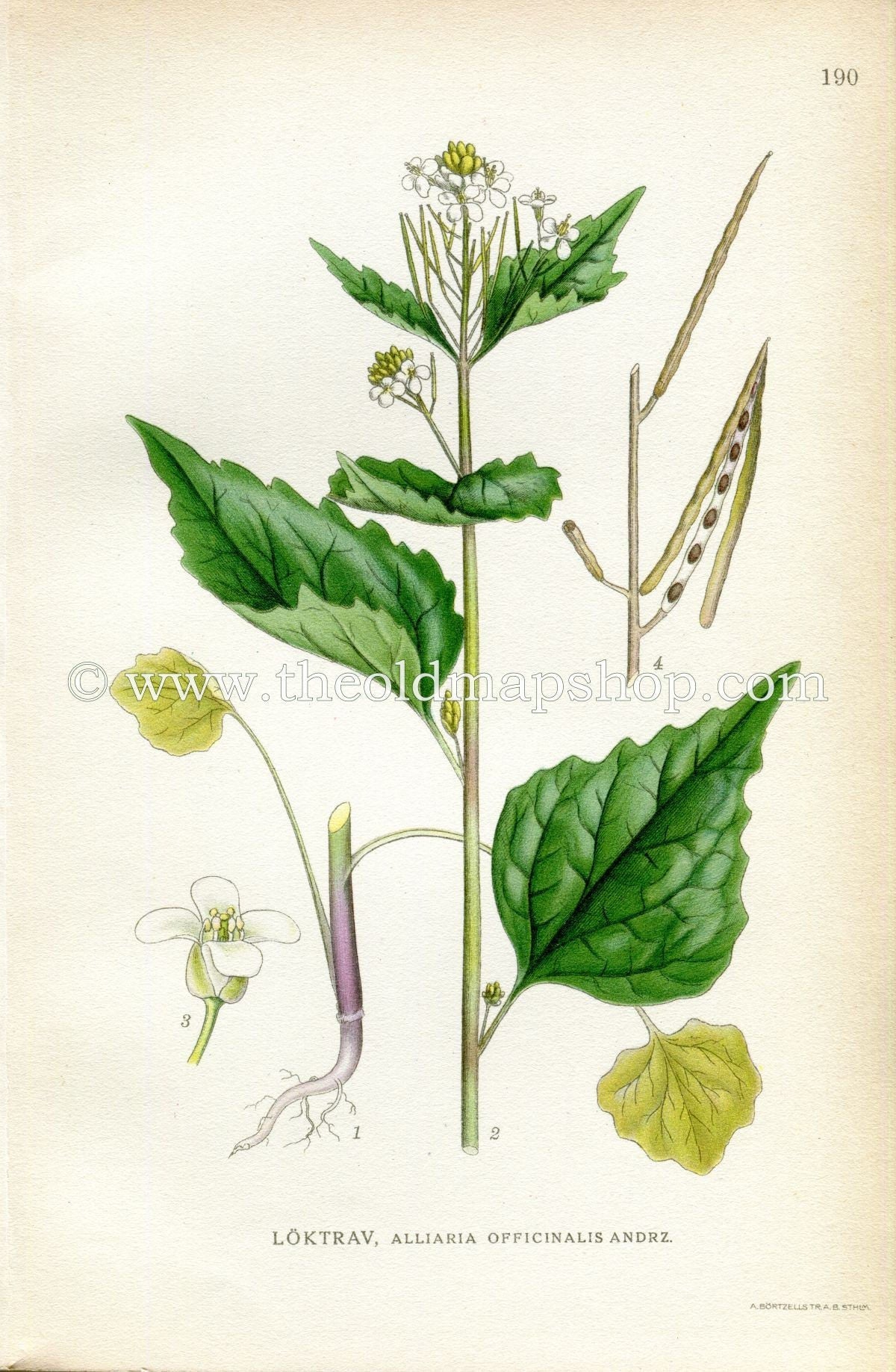 1922 Hedge Garlic, Jack-by-the-hedge Antique Print (Alliaria Officinalis Andrz) by Lindman, Botanical Flower Book Plate 190, Green, White
