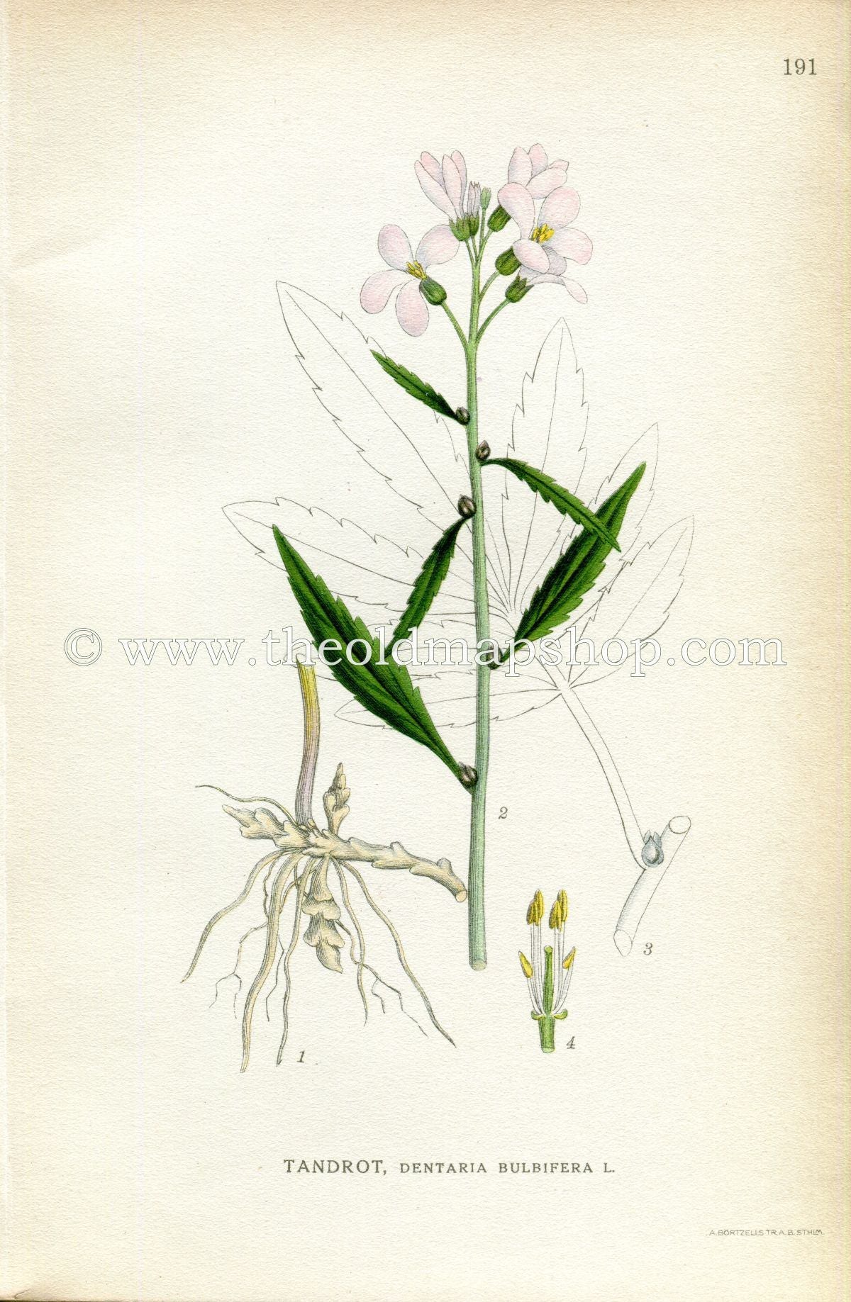 1922 Coralroot Bittercress, Coral-wort, Coral-root Antique Print (Dentaria Bulbifera) by Lindman, Botanical Flower Book Plate 191, Pink