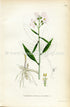 1922 Coralroot Bittercress, Coral-wort, Coral-root Antique Print (Dentaria Bulbifera) by Lindman, Botanical Flower Book Plate 191, Pink