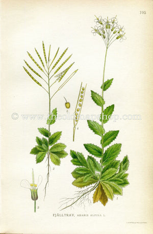 1922 Alpine Rock-cress Antique Print (Arabis Alpina) by Lindman, Botanical Flower Book Plate 195, Green, White