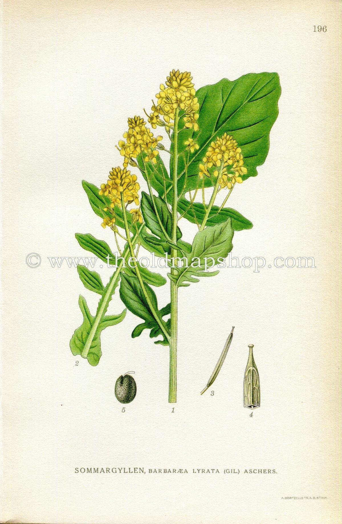 1922 Bittercress, Herb Barbara, Rocketcress, Yellow Rocketcress Antique Print (Barbarea Lyrata) by Lindman, Botanical Flower Book Plate 196