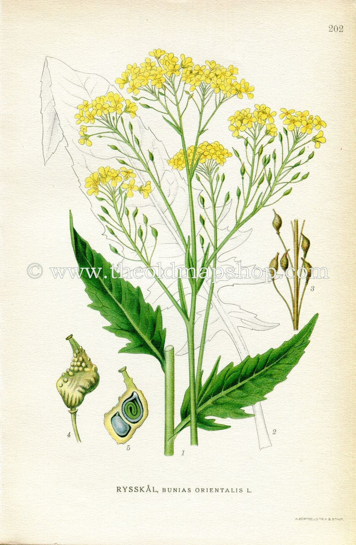 1922 Turkish Wartycabbage, Warty-cabbage, Hill Mustard, Antique Print (Bunias Orientalis) by Lindman, Botanical Flower Book Plate 202, Green