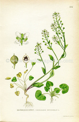 1922 Common Scurvygrass, Scurvy-grass, Spoonwort Antique Print (Cochlearia Officinalis) by Lindman, Botanical Flower Book Plate 204, White