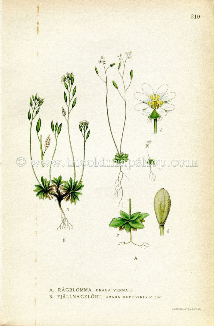1922 Shadflower, Nailwort, Whitlowgrass, Rock Whitlow Grass Antique Print (Draba Verna/Rupestris) by Lindman Botanical Flower Book Plate 210