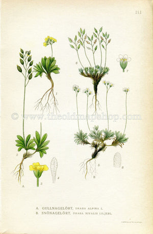 1922 Whitlow-Grass, Snow Whitlow Grass Antique Print (Draba Alpine, Draba Nivalis) by Lindman Botanical Flower Book Plate 211, Green, Yellow