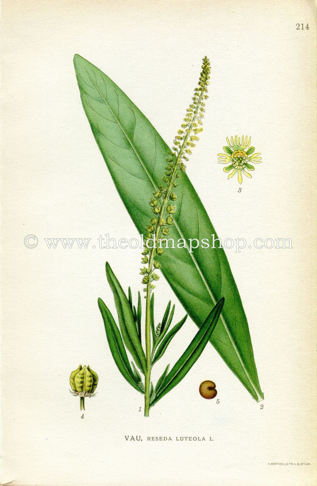 1922 Dyer's Rocket, Dyer's Weed, Weld, Woold, Yellow Weed Antique Print (Reseda Luteola) by Lindman, Botanical Flower Book Plate 214, Yellow