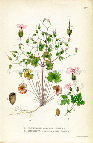 1922 Shining Cranesbill, Herb-Robert, Red Robin, Storksbill Antique Print (Geranium Lucidum/Robertianum) by Lindman Botanical Book Plate 217