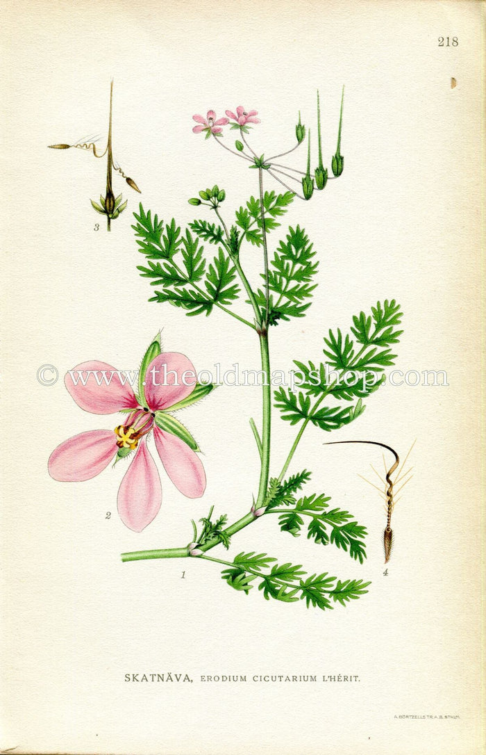1922 Redstem Filaree, Redstem Stork's bill, Pinweed Antique Print (Erodium Cicutarium) by Lindman, Botanical Flower, Book Plate 218, Pink