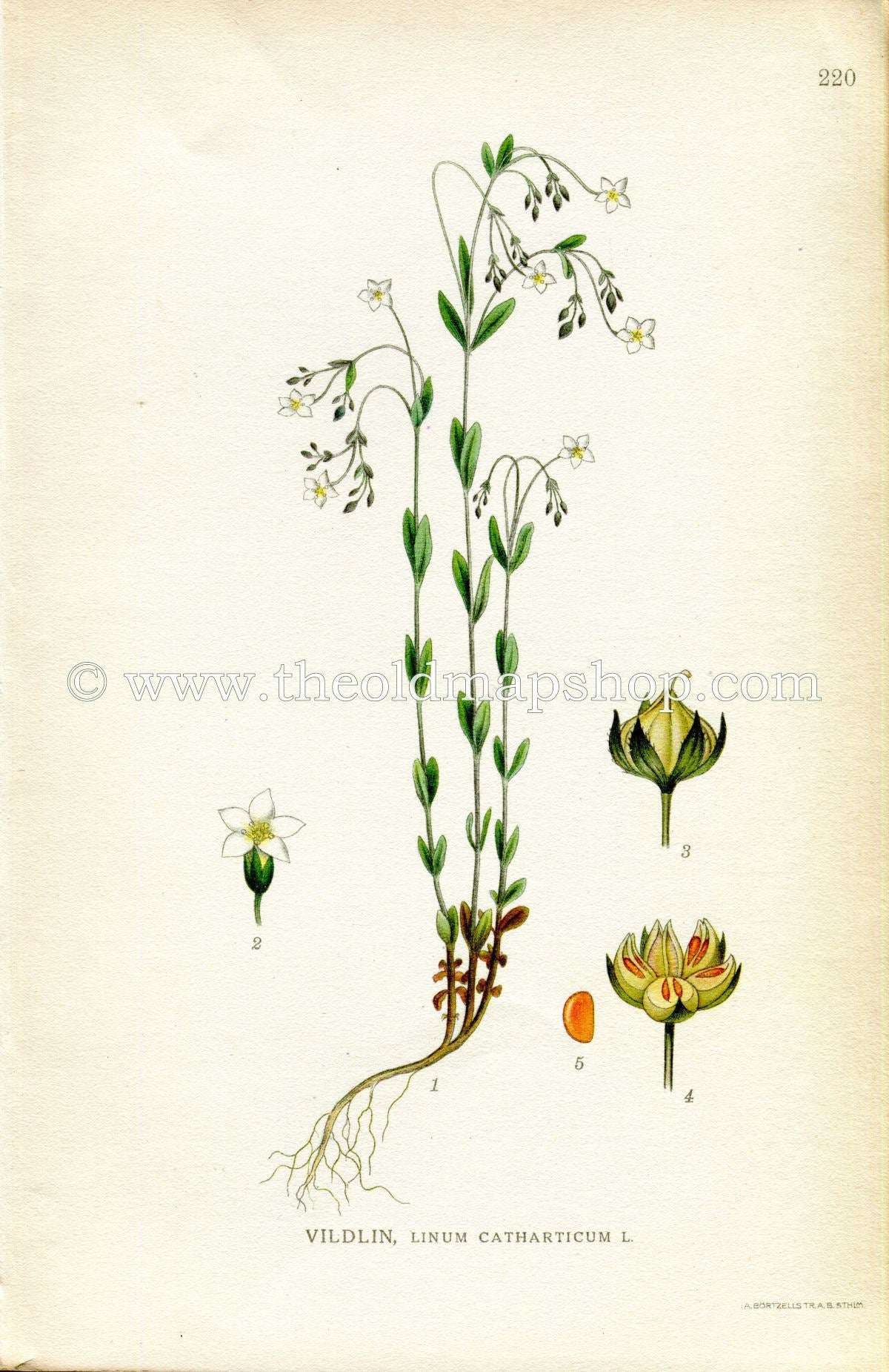 1922 Purging Flax, Fairy Flax Antique Print (Linum Catharticum) by Lindman, Botanical Flower Book Plate 220, Green, White