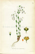 1922 Purging Flax, Fairy Flax Antique Print (Linum Catharticum) by Lindman, Botanical Flower Book Plate 220, Green, White