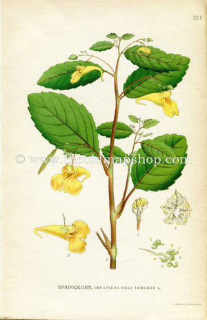 1922 Touch-me-not balsam, Yellow Balsam, Jewelweed Antique Print (Impatiens Noli Tangere) by Lindman, Botanical Flower Book Plate 221 Yellow