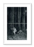 1921 Ida Rentoul Outhwaite Antique Fairy Print (Anne In The Enchanted Forest) Vintage Book Plate, from The Enchanted Forest