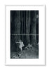 1925 Ida Rentoul Outhwaite Antique Fairy Print (Anne In The Enchanted Forest) Vintage Book Plate, from The Enchanted Forest