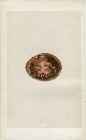 Morris Antique Egg Print, Egyptian Vulture, 1867 Book Plate II