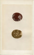 Morris Antique Birds Egg Print, Honey Buzzard, 1867 Book Plate IX