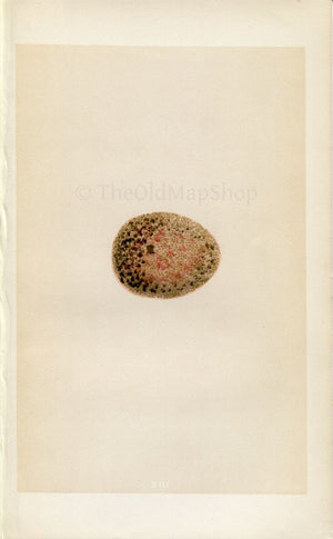 Morris Antique Birds Egg Print, Peregrine Falcon, 1867 Book Plate XIII