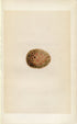 Morris Antique Birds Egg Print, Peregrine Falcon, 1867 Book Plate XIII
