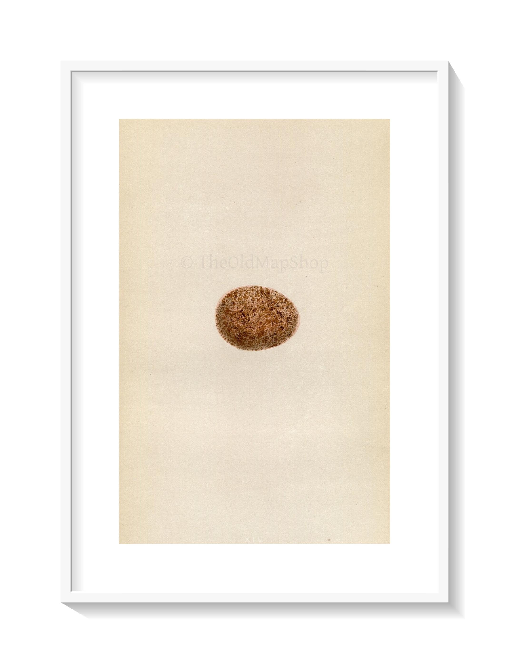 Morris Antique Birds Egg Print, Hobby, 1867 Book Plate XIV