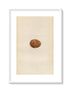 Morris Antique Birds Egg Print, Hobby, 1867 Book Plate XIV