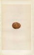 Morris Antique Birds Egg Print, Hobby, 1867 Book Plate XIV