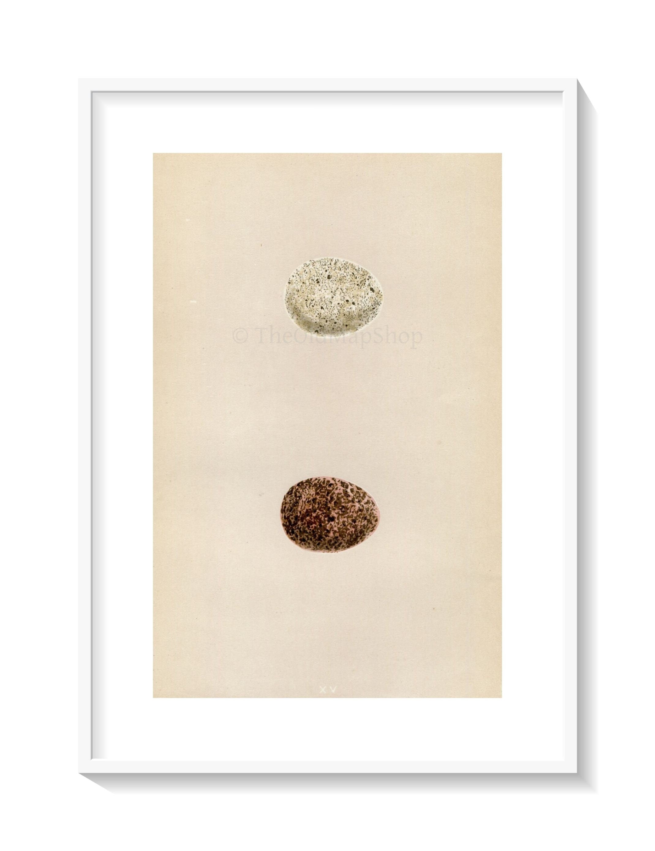 Morris Antique Birds Egg Print, Orange-Legged Hobby, 1867 Book Plate XV