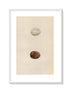 Morris Antique Birds Egg Print, Orange-Legged Hobby, 1867 Book Plate XV