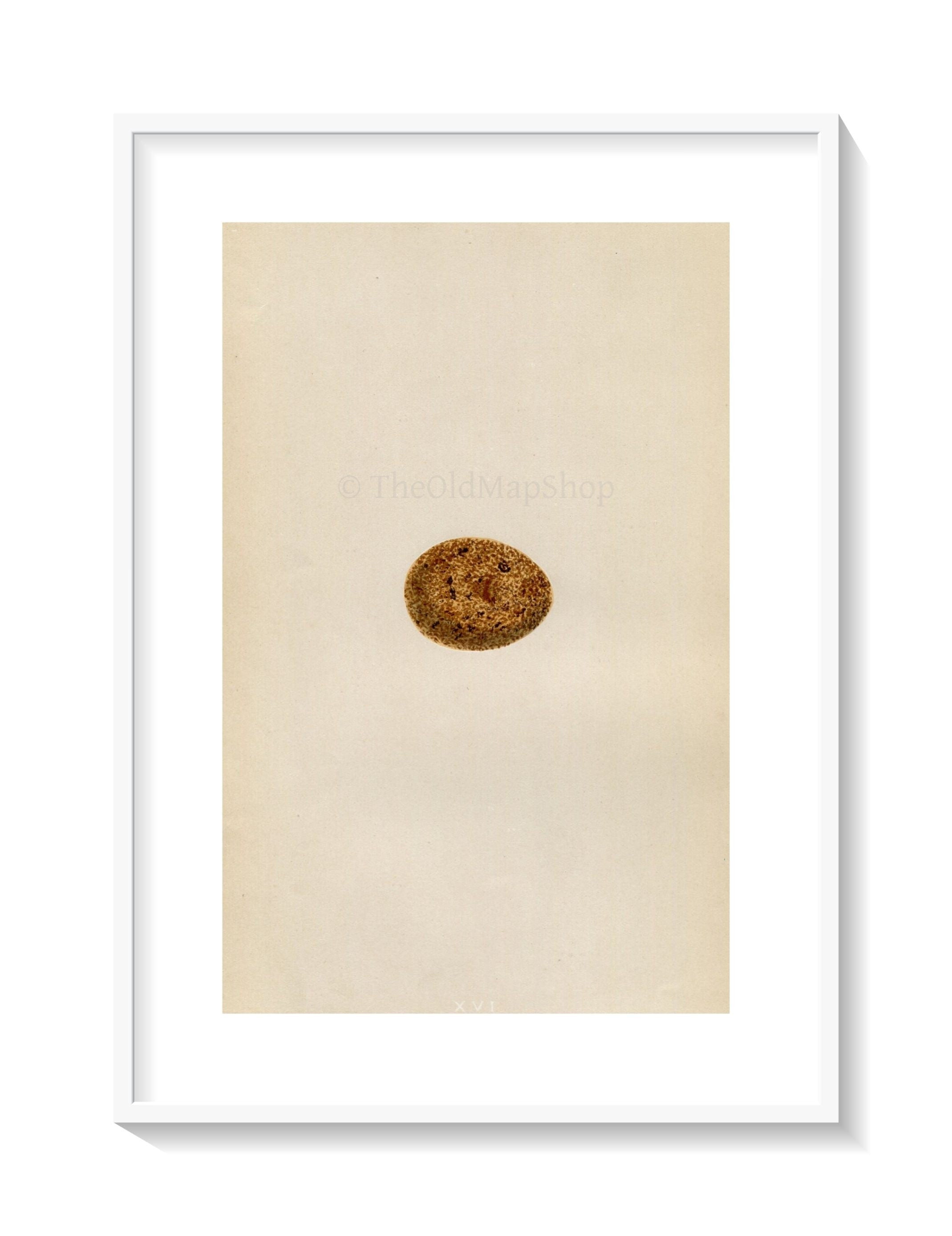 Morris Antique Birds Egg Print, Merlin, 1867 Book Plate XVI