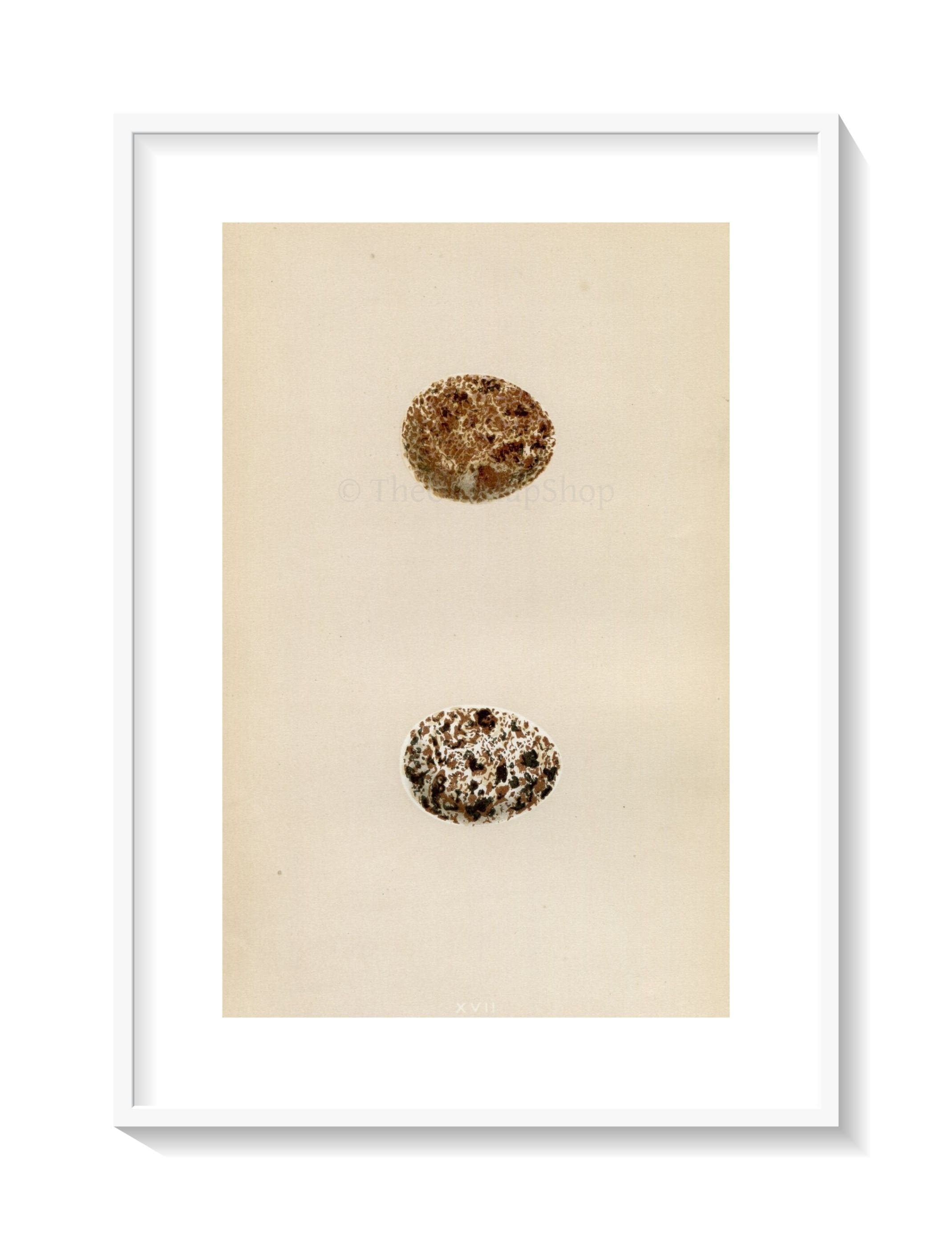 Morris Antique Birds Egg Print, Kestrel, 1867 Book Plate XVII