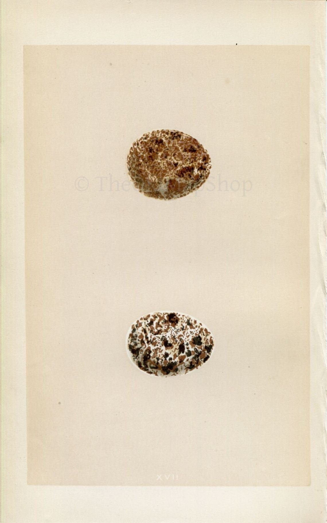 Morris Antique Birds Egg Print, Kestrel, 1867 Book Plate XVII