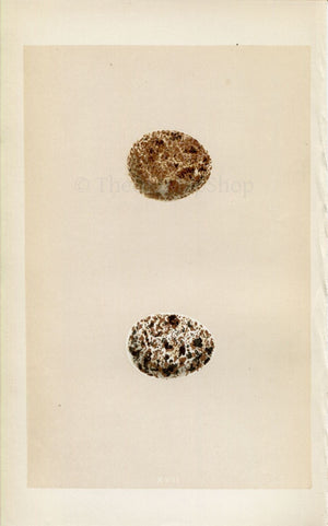 Morris Antique Birds Egg Print, Kestrel, 1867 Book Plate XVII