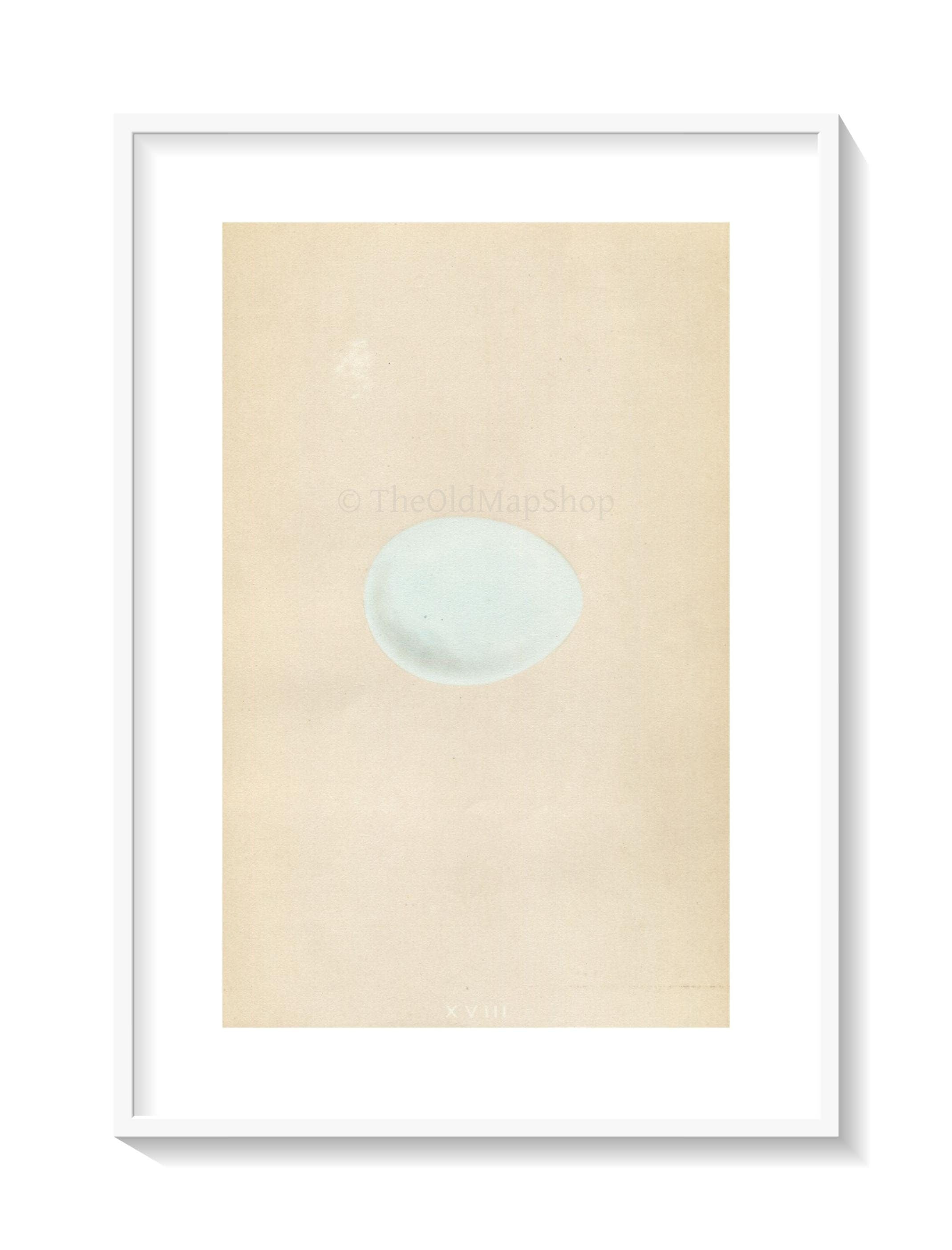 Morris Antique Birds Egg Print, Goshawk, 1867 Book Plate XVIII