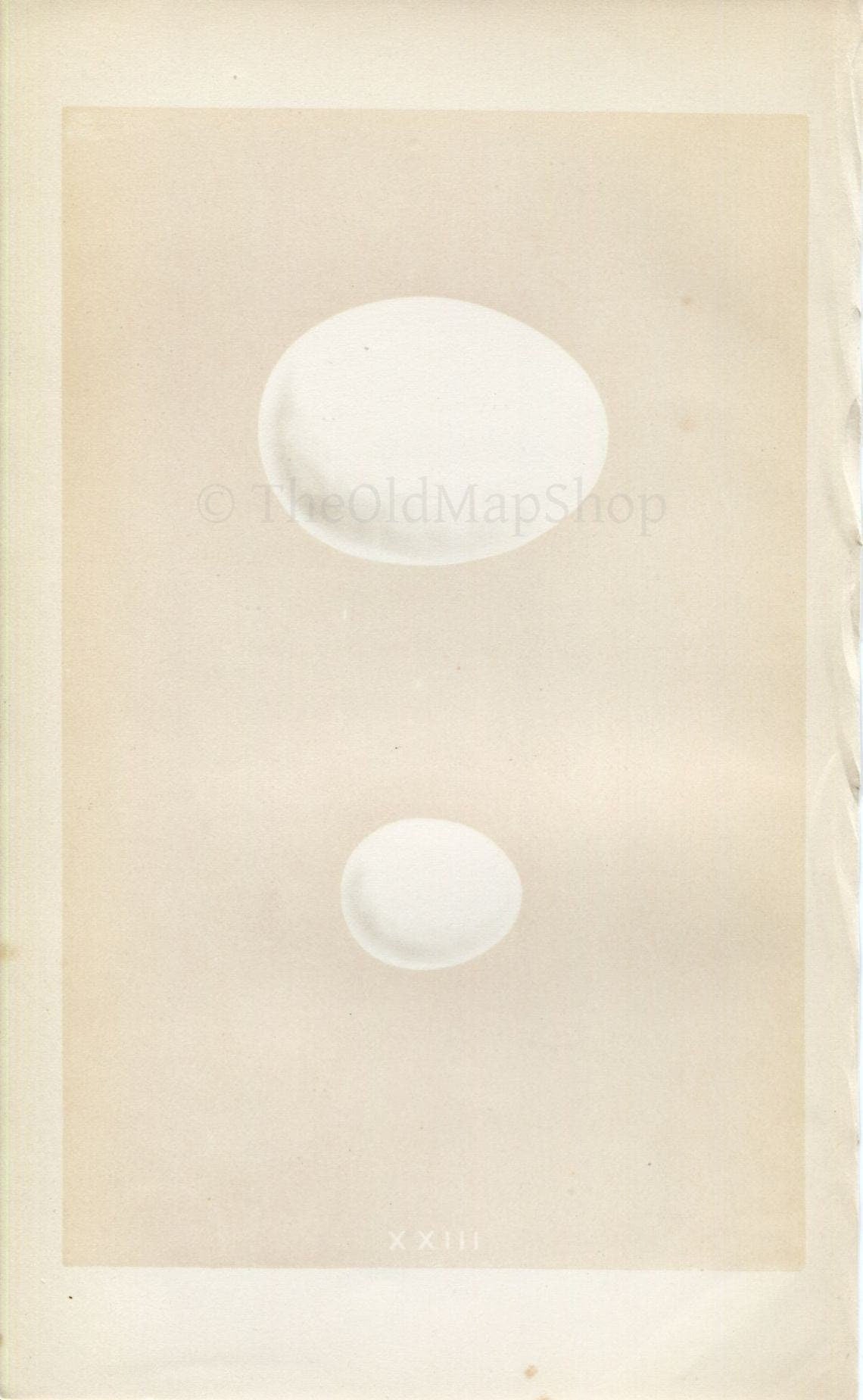 Morris Antique Birds Egg Print, Eagle Owl & Scops-Eared Owl, 1867 Book Plate XXIII
