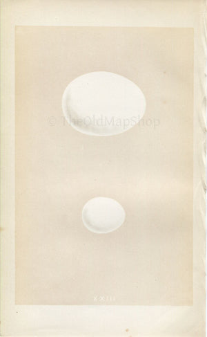 Morris Antique Birds Egg Print, Eagle Owl & Scops-Eared Owl, 1867 Book Plate XXIII