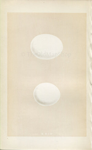 Morris Antique Birds Egg Print, Snowy Owl & Tawny Owl, 1867 Book Plate XXIV