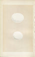 Morris Antique Birds Egg Print, Snowy Owl & Tawny Owl, 1867 Book Plate XXIV