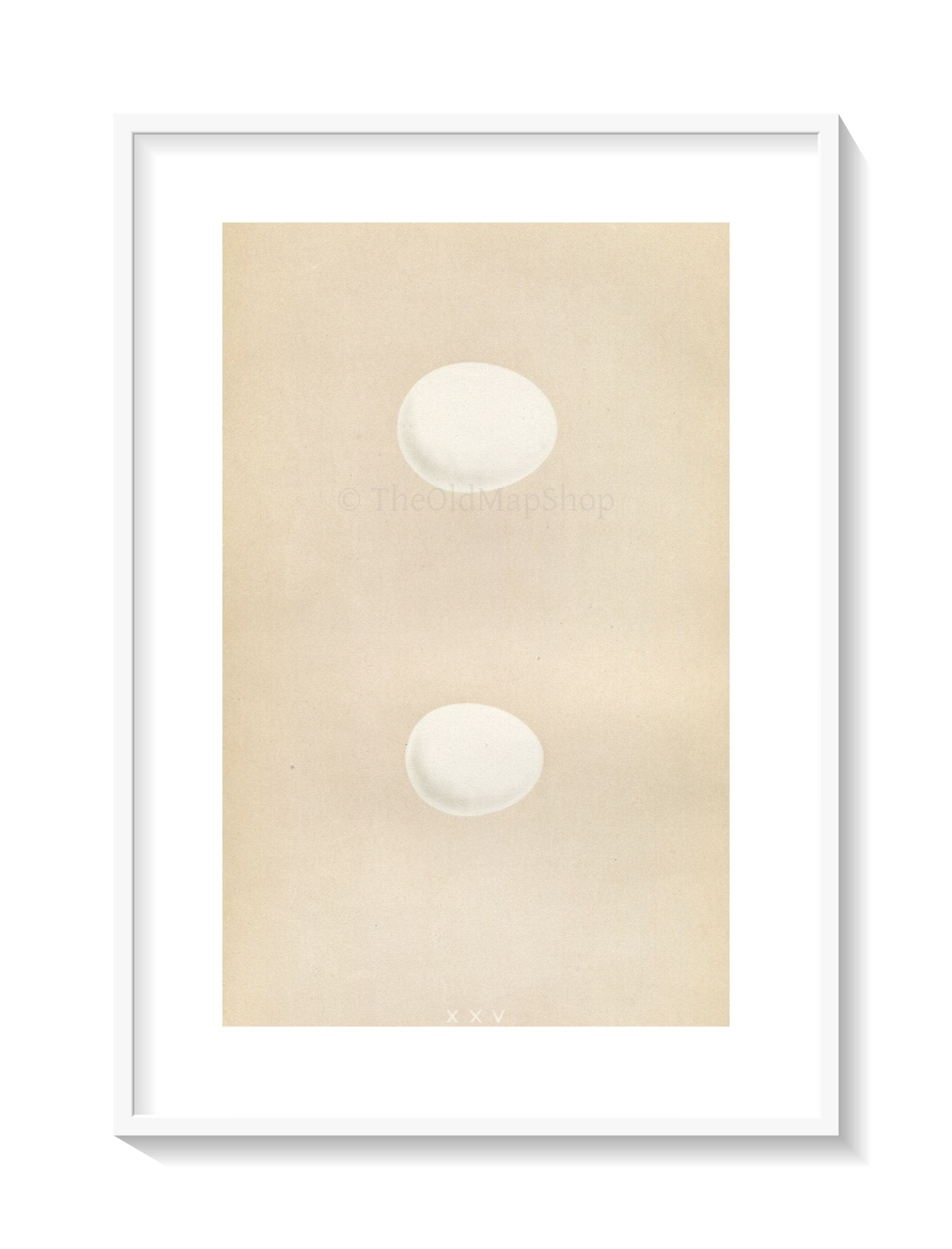 Morris Antique Birds Egg Print, White Owl & Little Owl, 1867 Book Plate XXV