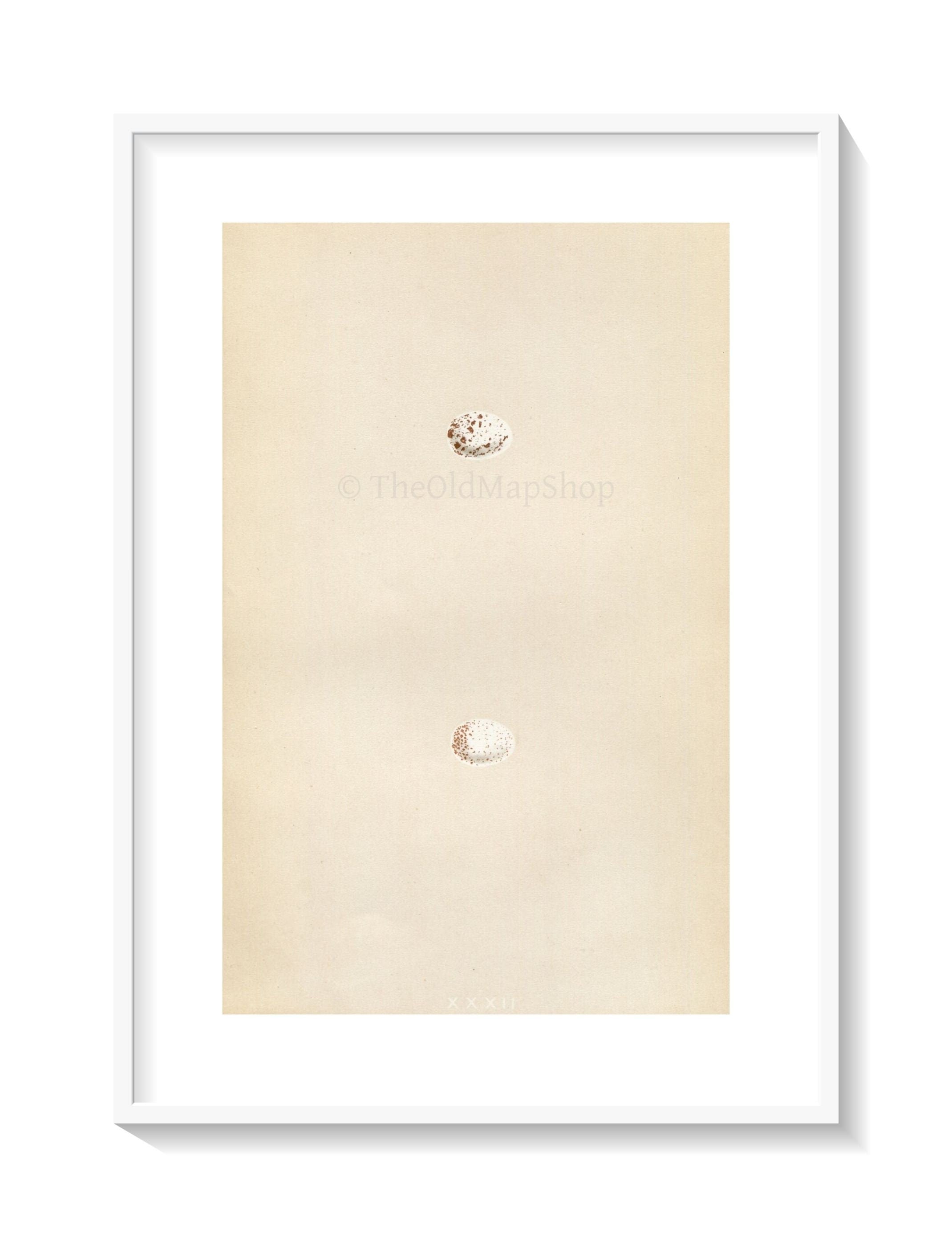 Morris Antique Birds Egg Print, Crested Tit, 1867 Book Plate XXXII