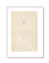 Morris Antique Birds Egg Print, Crested Tit, 1867 Book Plate XXXII
