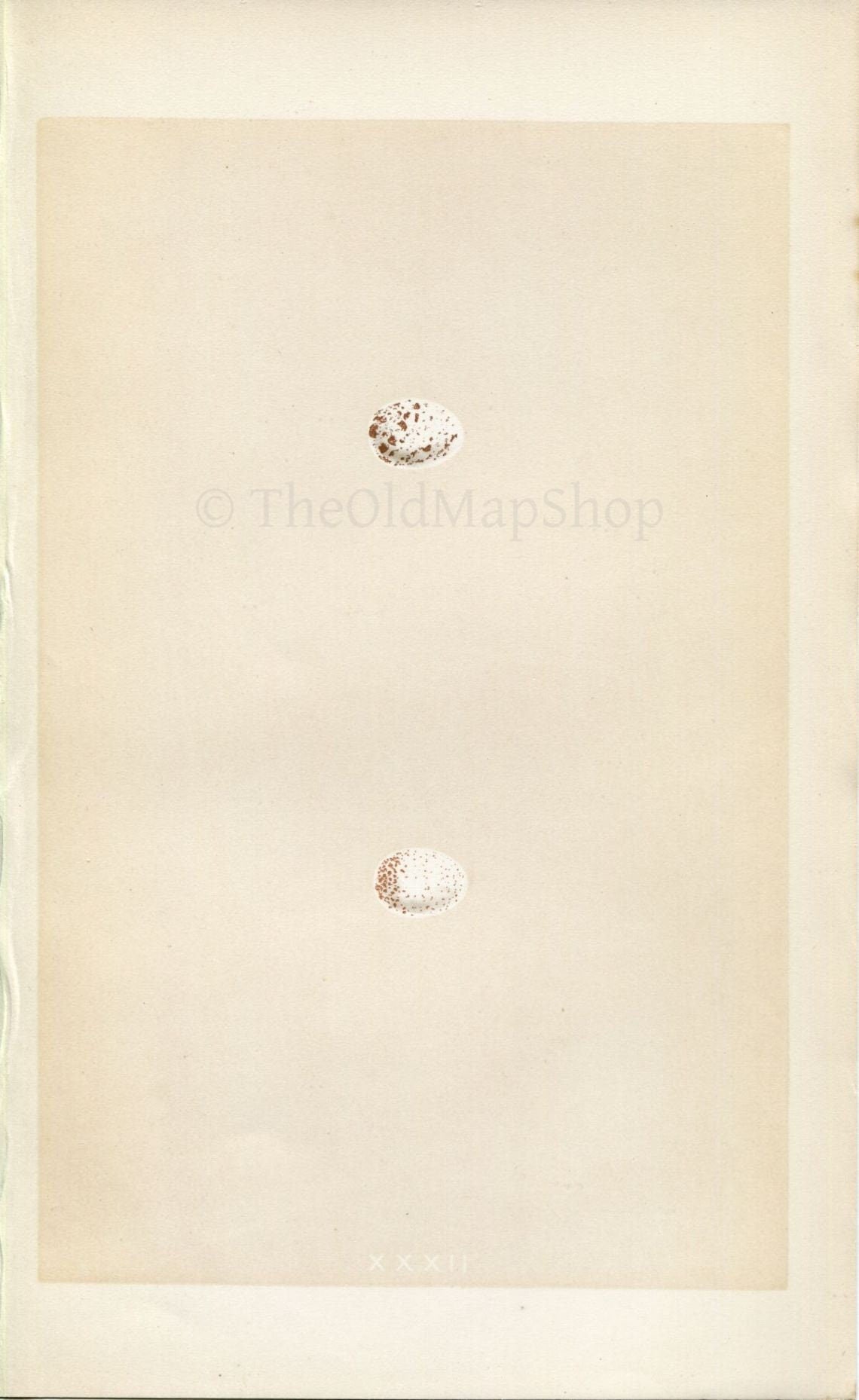 Morris Antique Birds Egg Print, Crested Tit, 1867 Book Plate XXXII