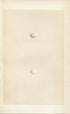 Morris Antique Birds Egg Print, Crested Tit, 1867 Book Plate XXXII
