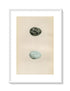 Morris Antique Birds Egg Print, Crow, 1867 Book Plate XLIV