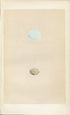 Morris Antique Birds Egg Print, Yellow Billed Cuckoo & Cuckoo, 1867 Book Plate LVII