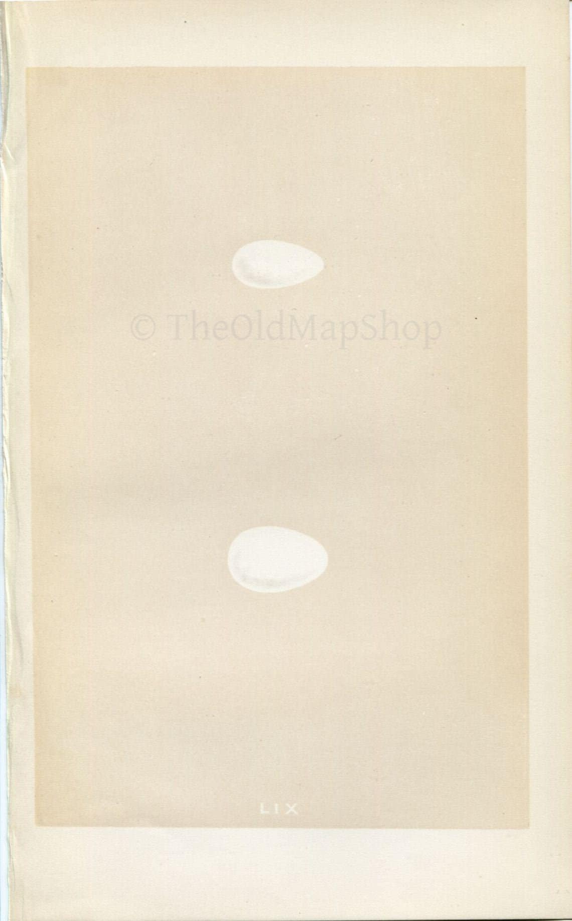 Morris Antique Birds Egg Print, Swift & Alpine Swift, 1867 Book Plate LIX